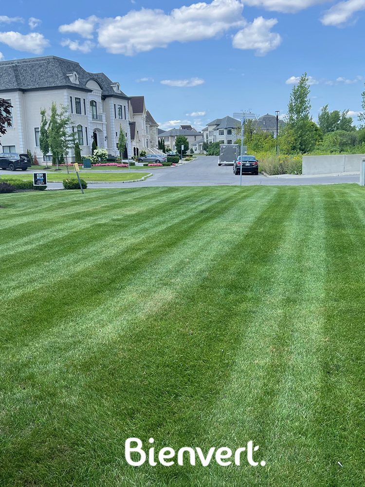 tonte de pelouse gazon chomedey bienvert paysagement 3 tonte de pelouse gazon chomedey bienvert paysagement 3